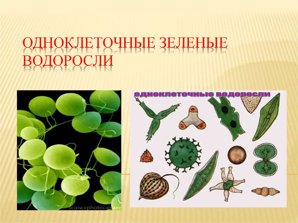 Эволюция одноклеточных водорослей. Зеленые рдноклеточныеводоросли. Зеленые водоросли одноклт. Одноклеточные растения зеленые водоросли. Одноклеточные водоросли 6 класс биология.