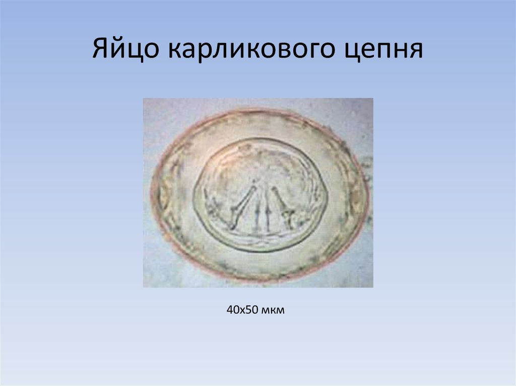 Яйца цепня. Строение яйца карликового цепня. Яйцо карликового цепня препарат. Яйца карликов ОГО цепнюя. Размер яйца карликового цепня.