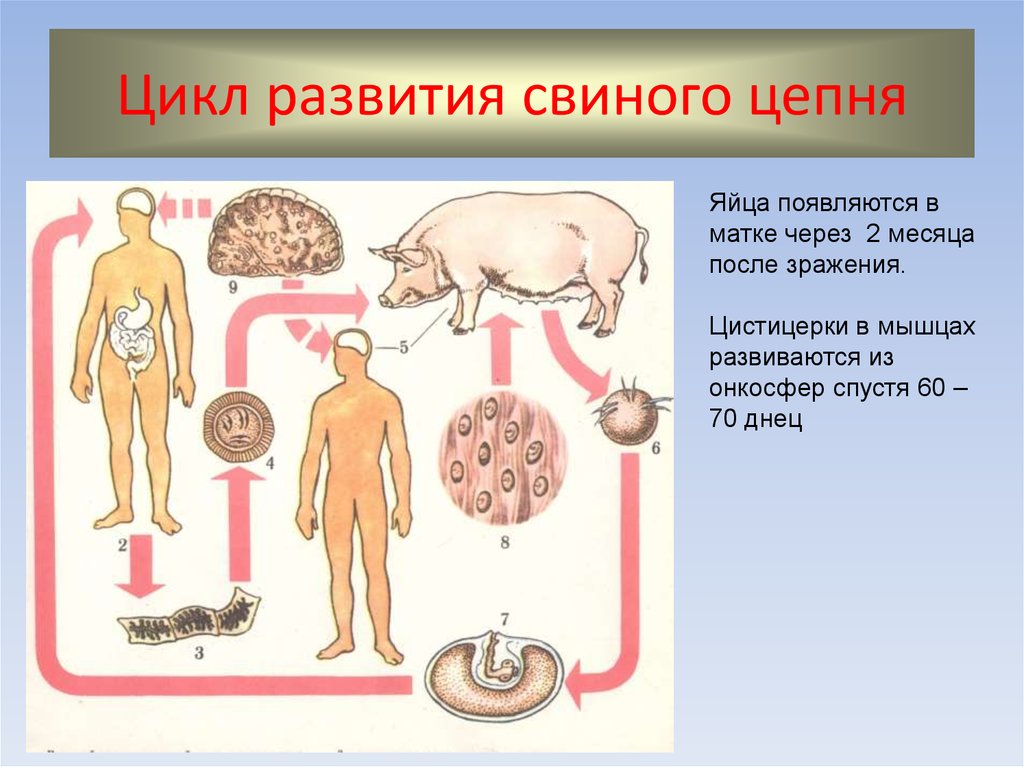 Ленточные жизненный цикл. Жизненный цикл свиного солитера схема. Цикл развития свиного цепня биология. Ленточные черви свиной цепень жизненный цикл. Свиной Солитер жизненный цикл.
