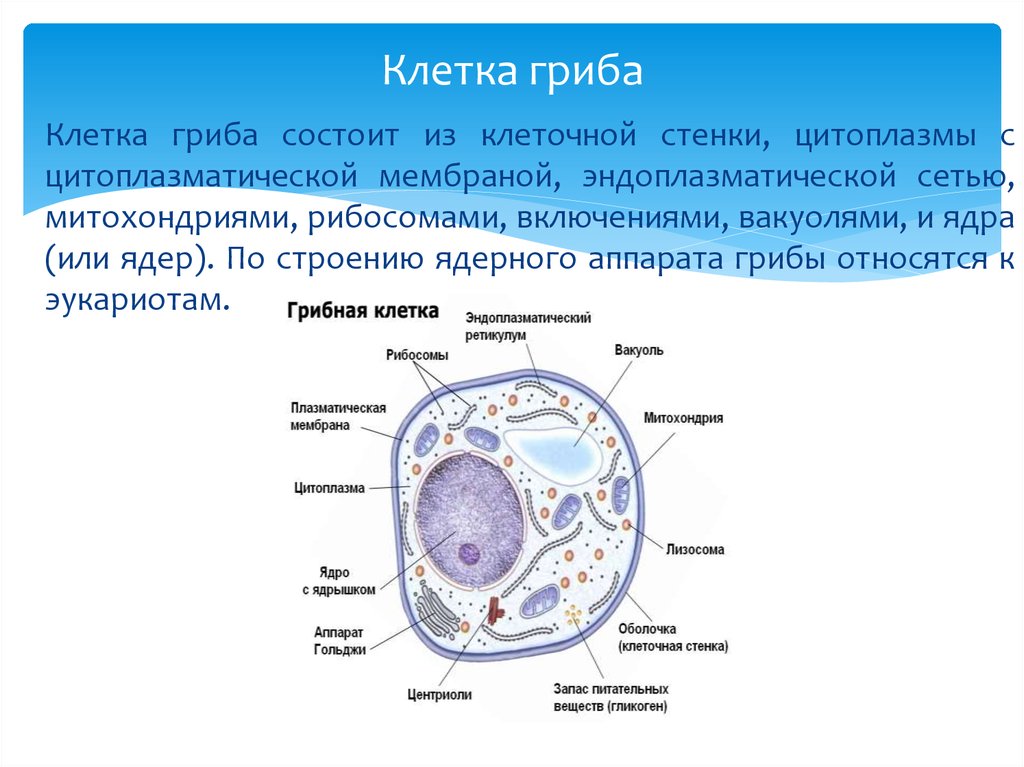 В клетках грибов есть ядро. Клетка гриба строение и функции. Строение грибной клетки. Грибная клетка строение органеллы. Клеточное строение грибной клетки.