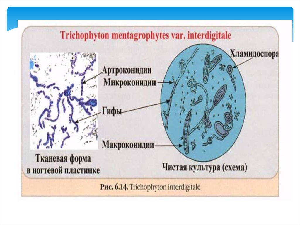 Патогенные микобактерии микробиология презентация