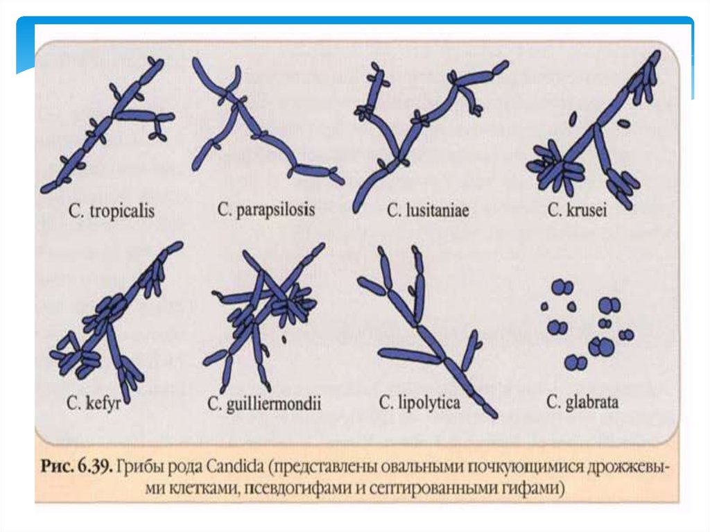 Грибы рода candida