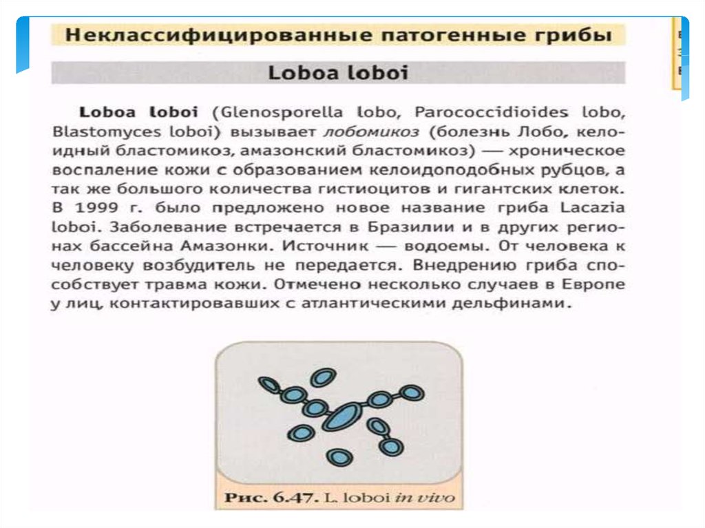 Патогенные грибы микробиология презентация