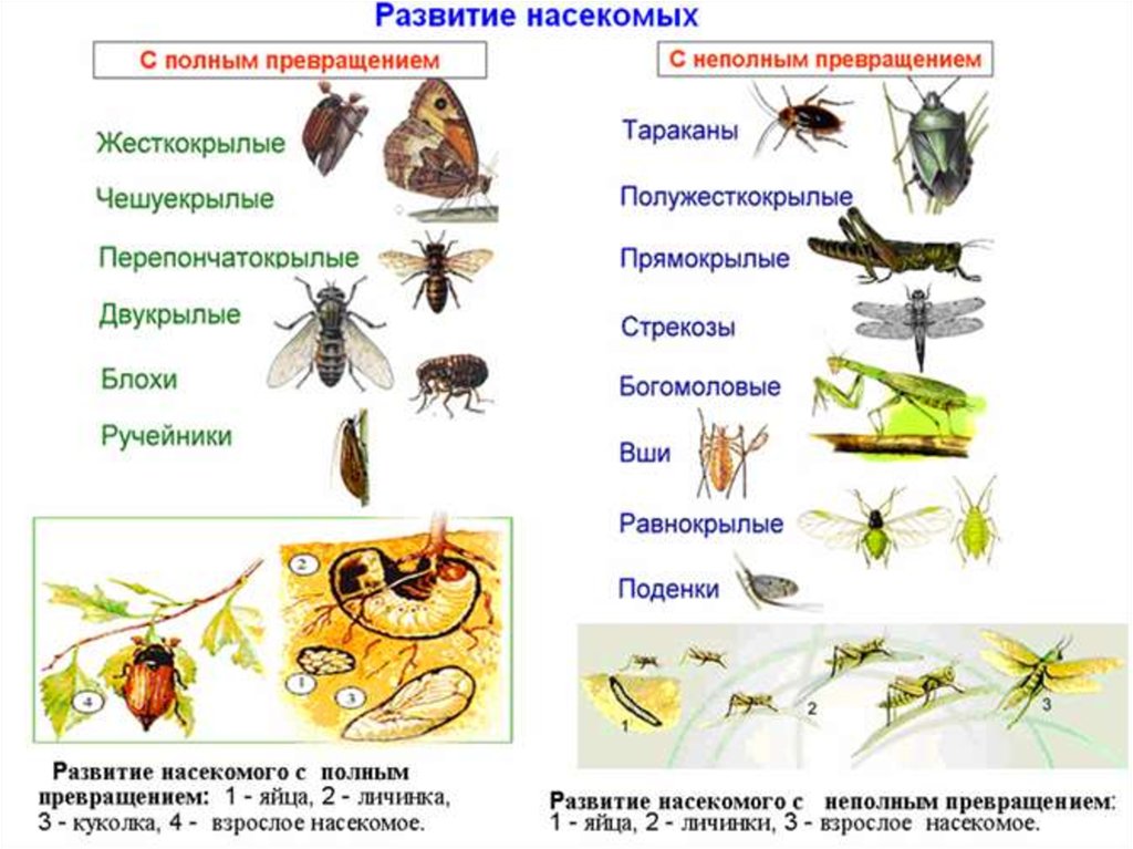Чем питаются личинки чешуекрылых. Жизненный цикл членистоногих схема. Отряды насекомых с полным превращением представители. Развитие насекомых с полным и неполным превращением 7 класс. Полное и неполное размножение насекомых.