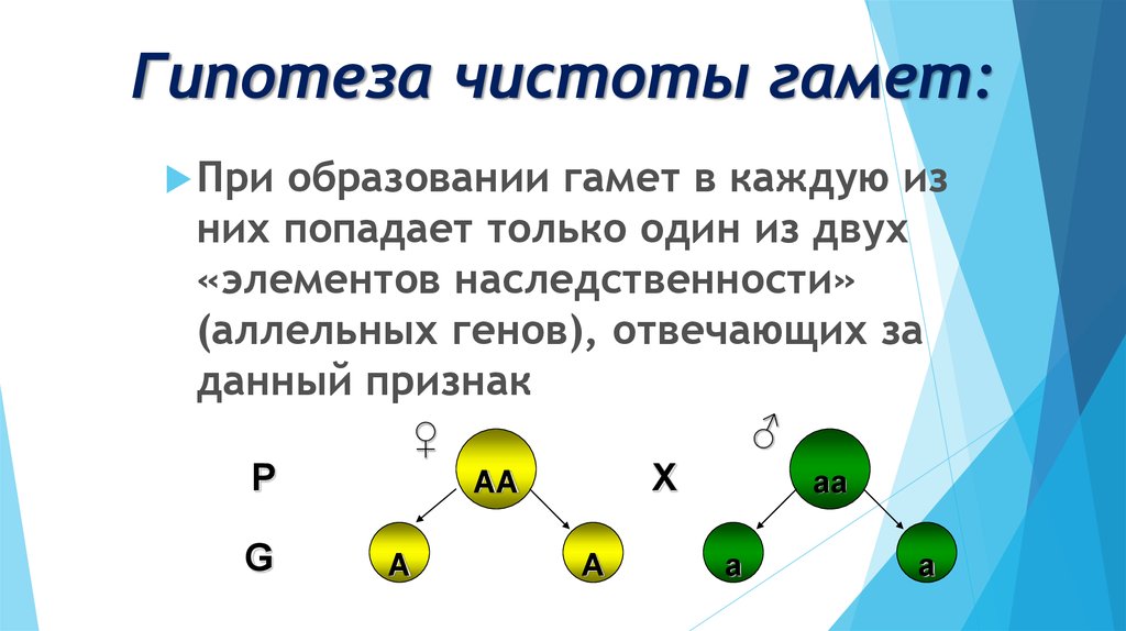 Закон чистоты гамет схема