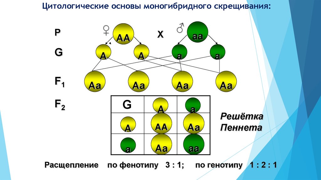 Скрещивание гороха желтой и зеленой. Моногибридное скрещивание Мендель. Схема наследования признаков моногибридное скрещивание. 2. Моногибридное скрещивание. Решетка Пеннета для моногибридного скрещивания.