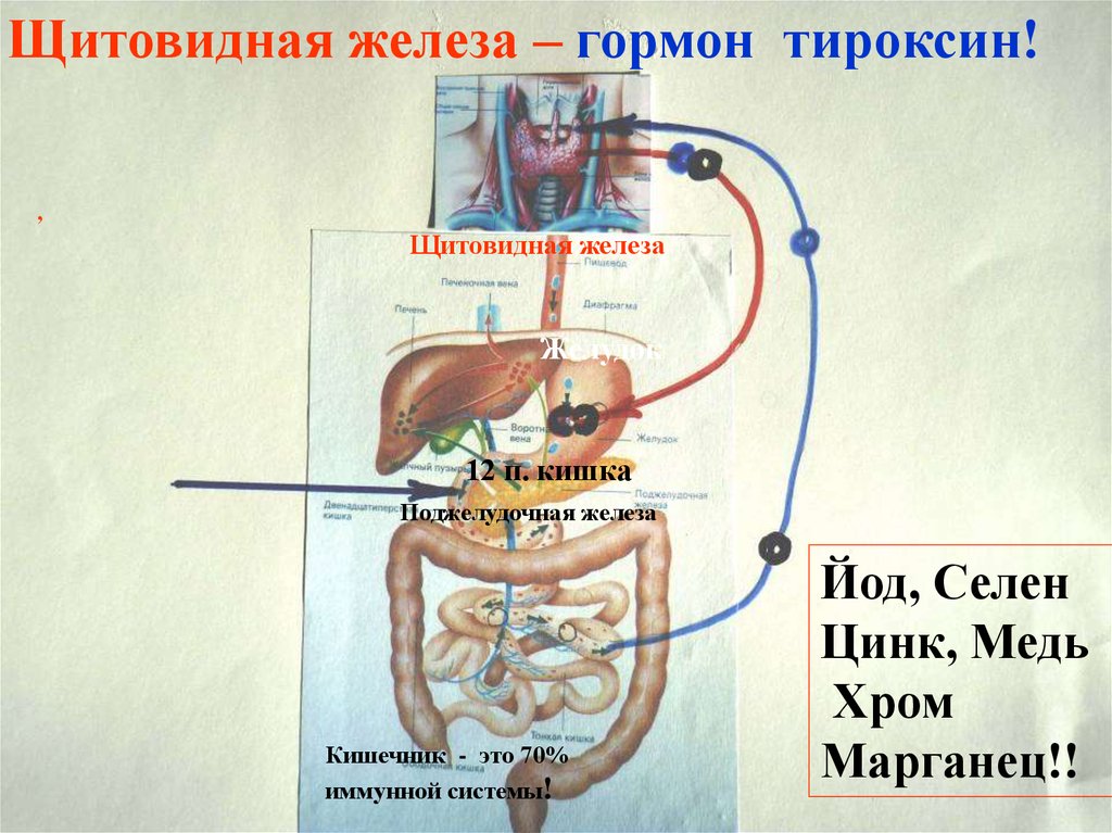 Щитовидная железа поджелудочная железа. Тироксин поджелудочная железа. Щитовидная железа и поджелудочная железа. Кишечник и щитовидная железа. Гормоны двенадцатиперстной кишки.