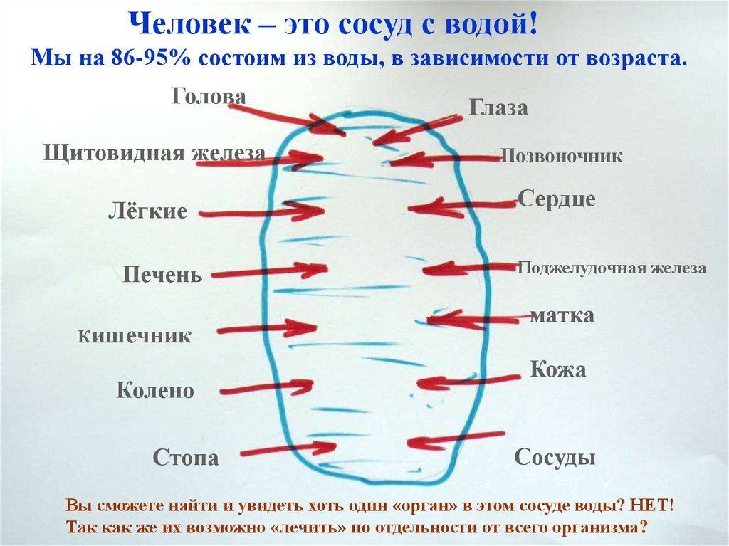 Сосуды под водой. Кишечник всему голова. Холодная вода приводит к сосудов. Воздействие холодной воды на капилляры.