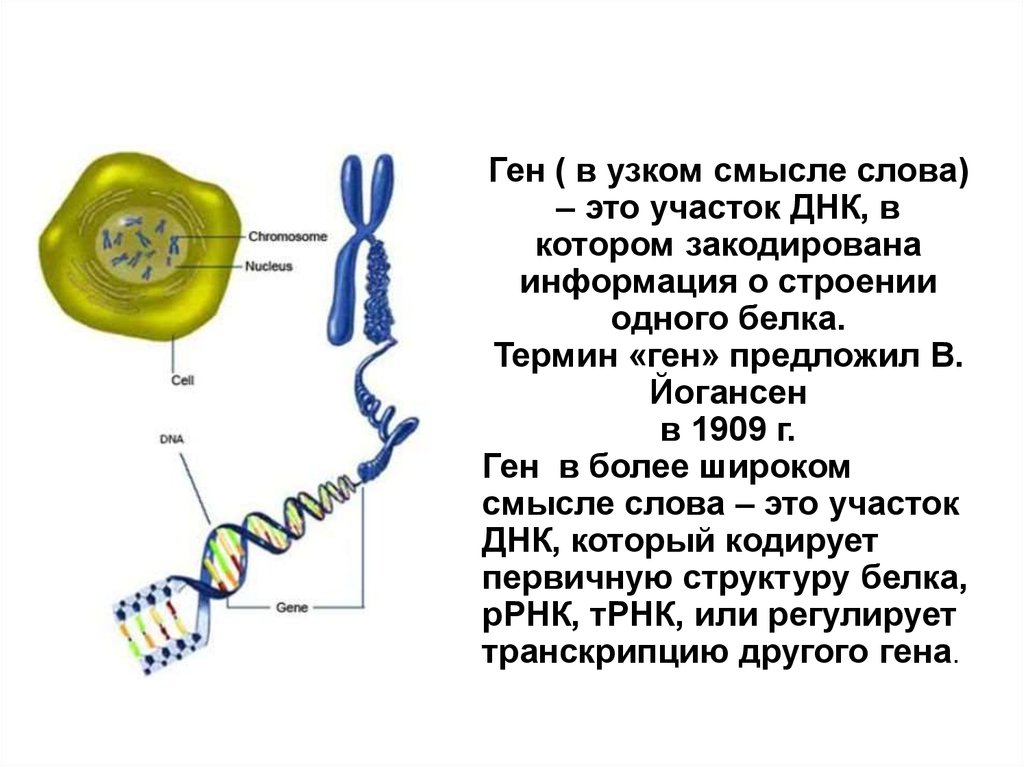 Кодируют информацию о белках. Ген это участок ДНК кодирующий. Гены это участки ДНК которые кодируют. Термин "ген" предложил. Участи ДНК кодирующие информацию о белках.