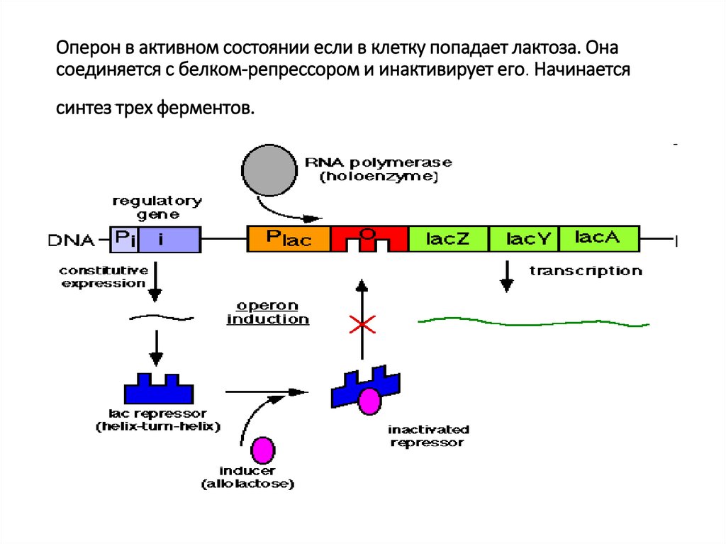 Регуляция генов прокариот. Строение оперона бактерий. Схема строения лактозного оперона. Структура оперона бактерий. Структура лак оперона.