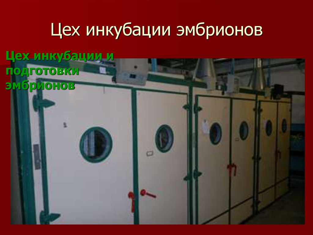 Цех инкубации эмбрионов