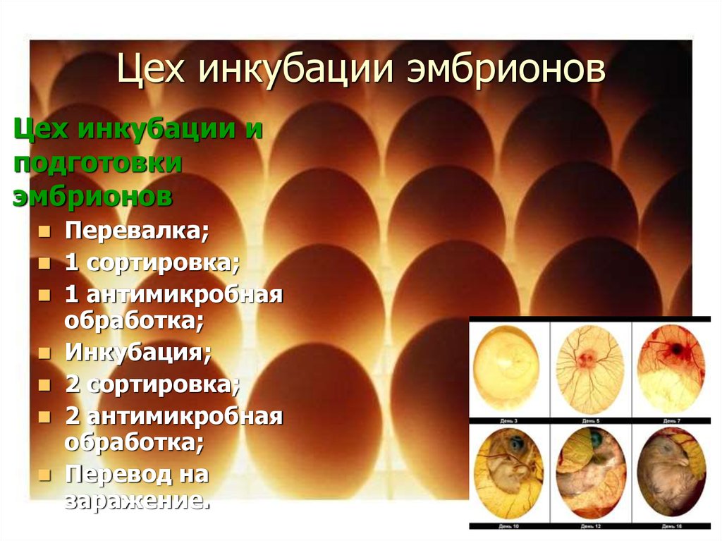 Цех инкубации эмбрионов