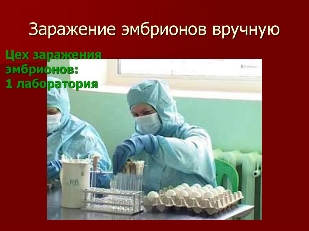 Заражение эмбрионов вручную