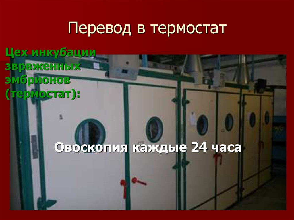 Перевод в термостат