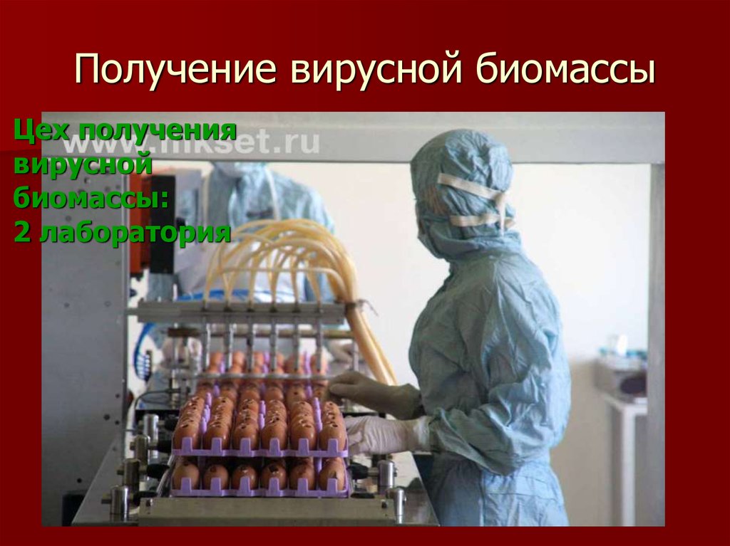 Получение вирусной биомассы