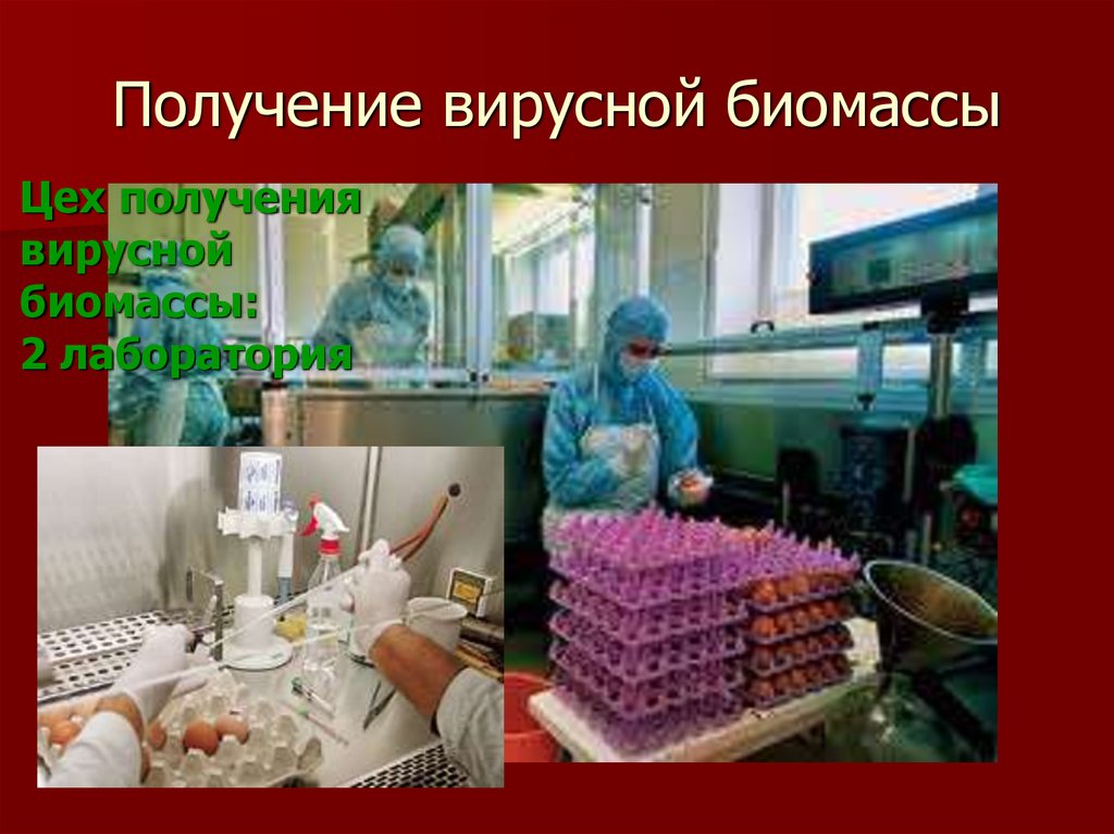 Получение вирусной биомассы