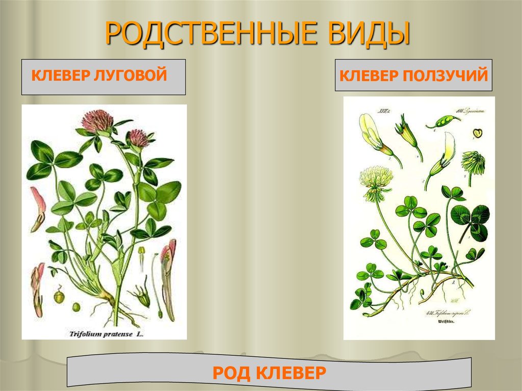 Клевер луговой и ползучий сходства и различия. Клевер ползучий стебель. Растения двух видов. Род Лугового клевера и ползучего клевера.