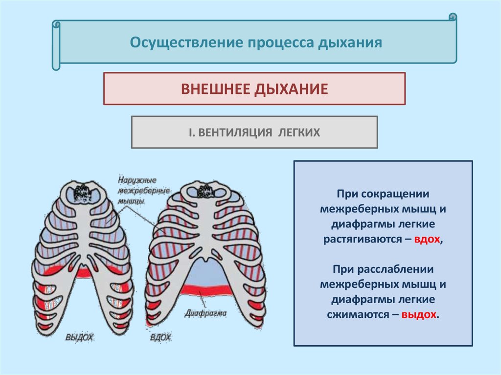 Диафрагма расслабляется диафрагма сокращается внутренние межреберные. Дыхательные мышцы при вдохе. Межреберные мышцы дыхание. Дыхательные мышцы вдоха и выдоха. Лёгкие при выдохе.