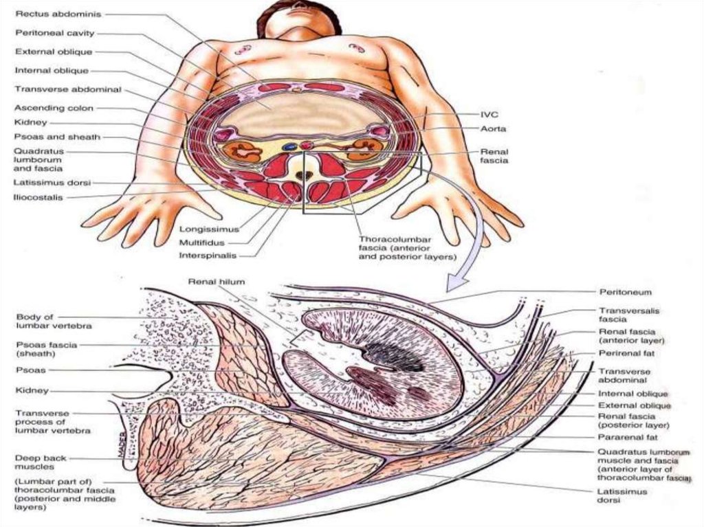 Какие железы расположены в брюшной полости. Анатомия брюшной полости и забрюшинного пространства. Органы забрюшинного пространства анатомия. Забрюшинное пространство анатомия анатомия. Строение органов брюшной полости и забрюшинного пространства.