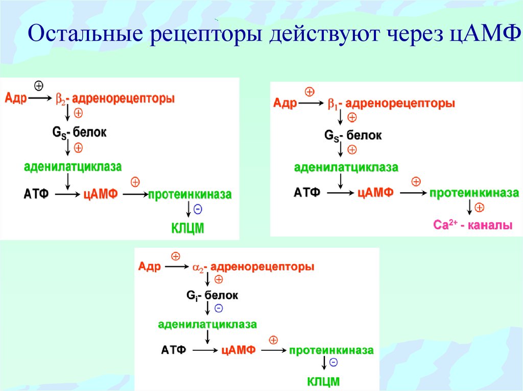 Адреналин презентация по биохимии