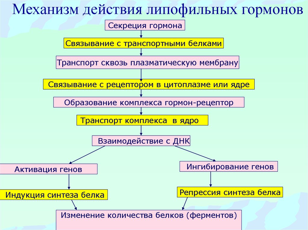 Механизм действия гормонов схема