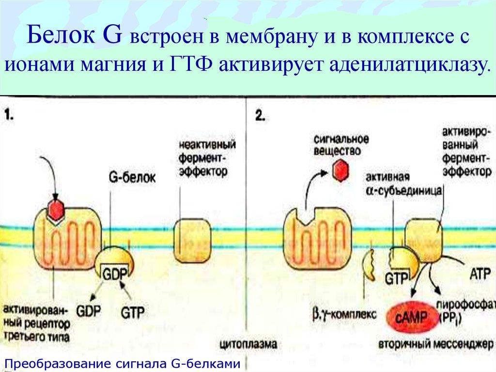 Белковый гормон человека