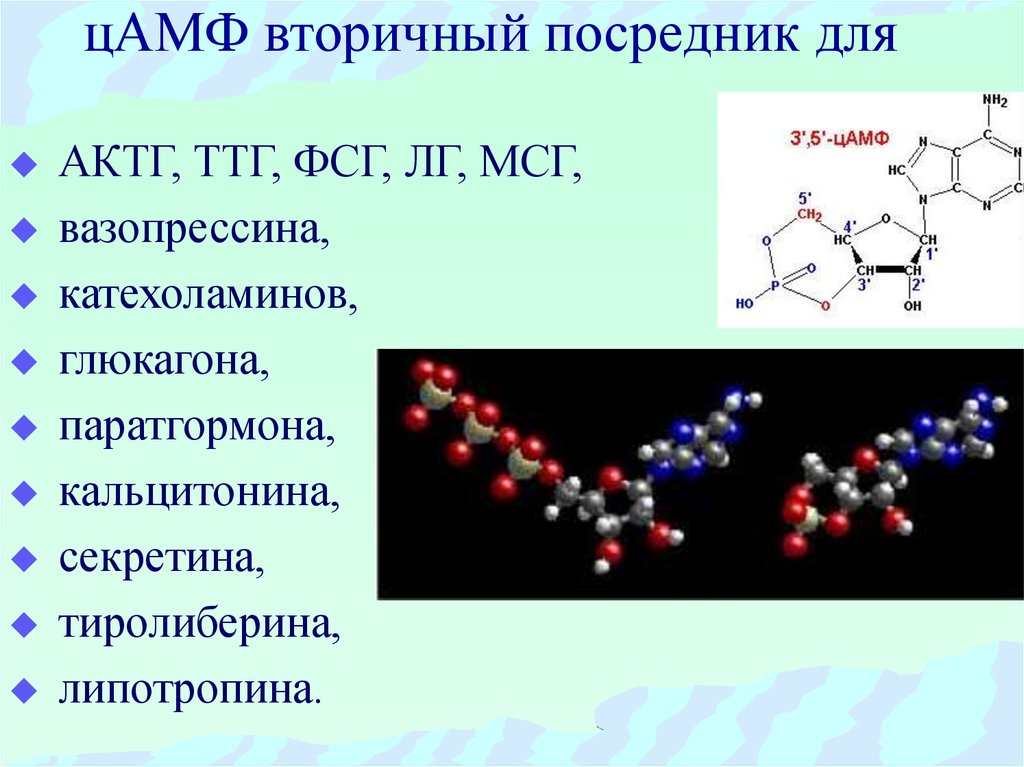 Гормондар биохимиясы презентация