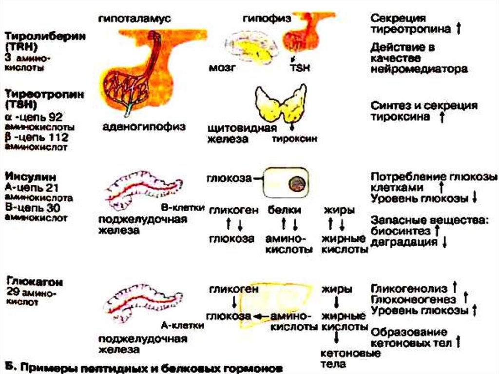 Инсулин и гипофиз. Синтез гормонов желудочно кишечного тракта. Синтез секреции тироксина. Гормоны ЖКТ биохимия. Железы внутренней секреции птиц.