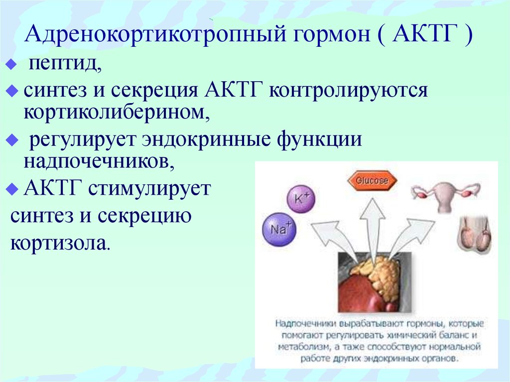 Адренокортикотропный гормон ( АКТГ )