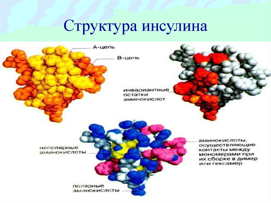 Инсулин биохимия презентация