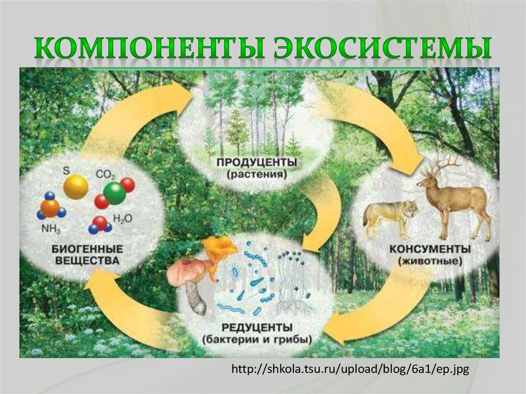 Компоненты экосистемы схема 9 класс