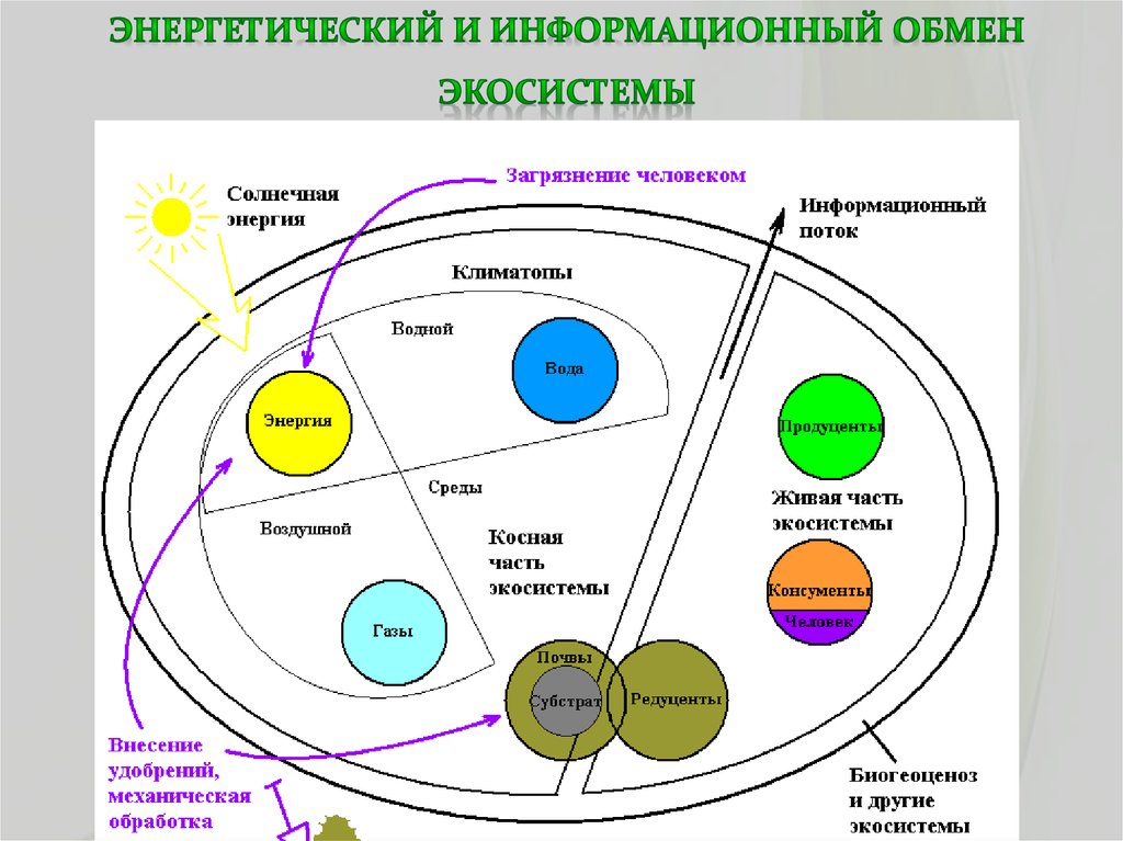 Энергетический и информационный обмен экосистемы