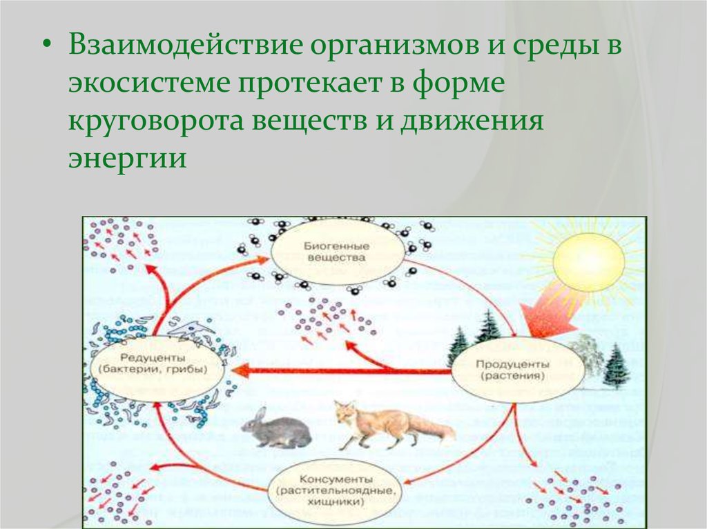 Презентация по биологии 9 класс потоки вещества и энергии в экосистеме