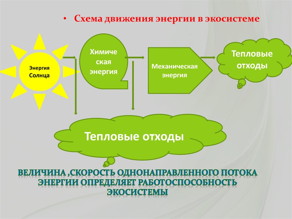 Изобразите в виде схемы потоки энергии в экосистемах