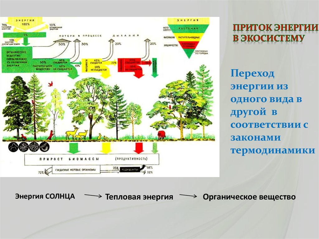 Потоки вещества и энергии в экосистеме презентация