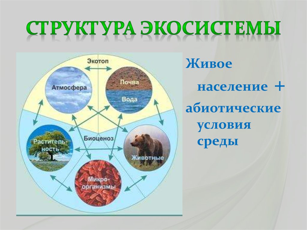 Экосистема биология презентация