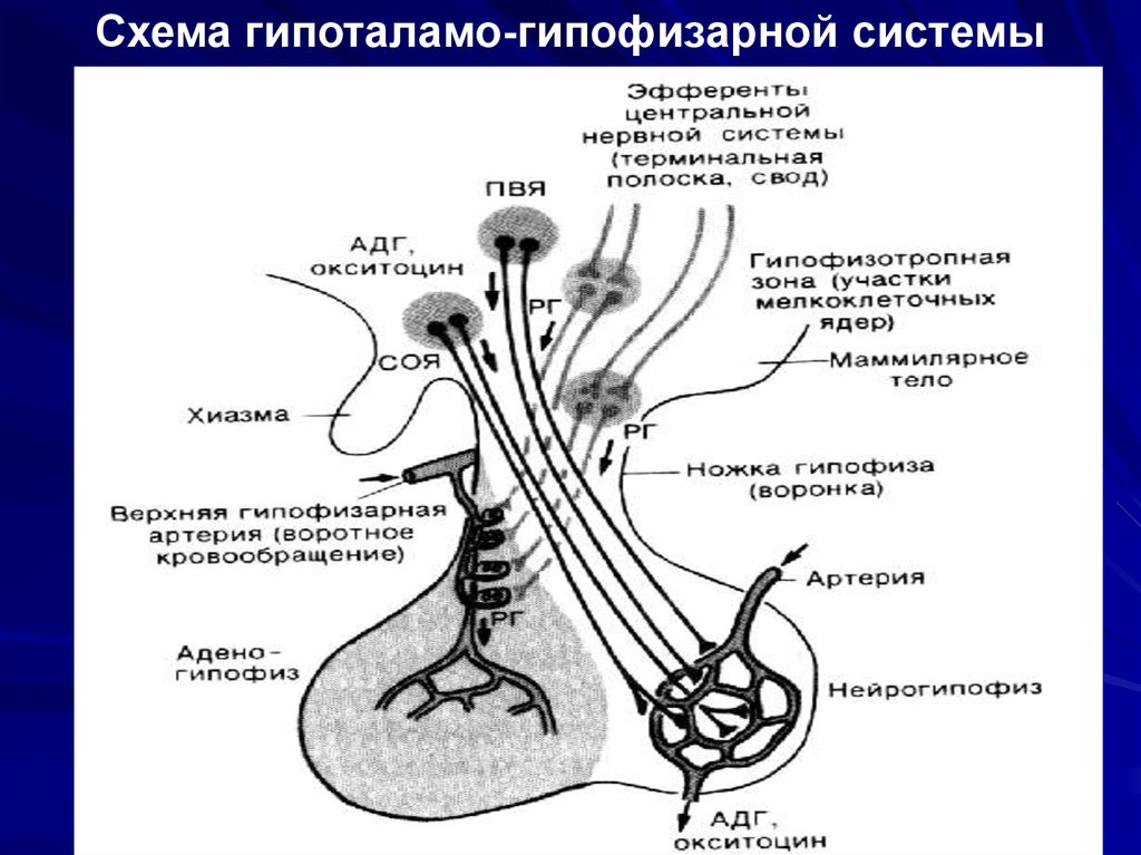 Гипоталамус и гипофиз схема