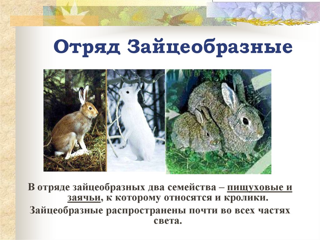 К какому классу относится кролик. Отряд зайцеобразные (Lagomorpha).. Зайцеобразные млекопитающие представители. Зайцеобразные представители заяц. Отряд зайцеобразные кролики.