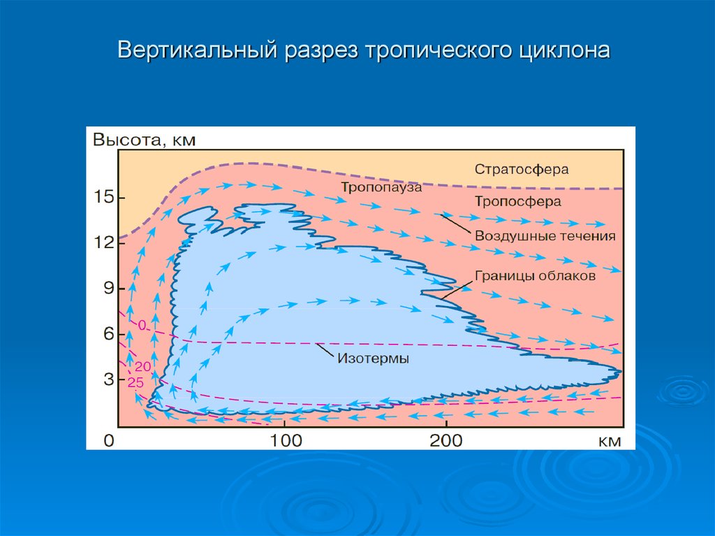 Высота антициклона. Вертикальный разрез циклона. Строение циклона. Тропические циклоны образование. Стадии развития тропического циклона.