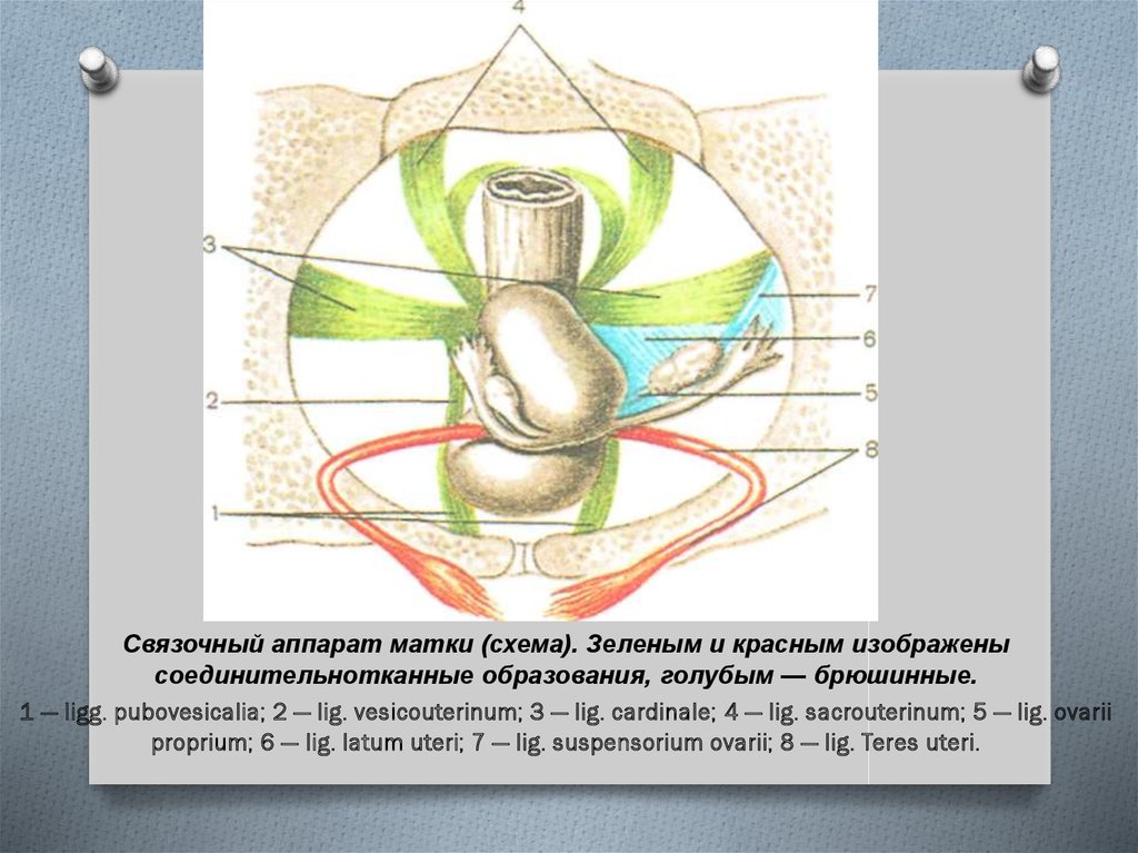 Связки матки схема