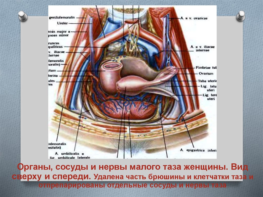 Органы таза у женщин. Анатомия женщины внутренние органы малого таза. Внутреннее строение малого таза. Органы малого таза у женщин расположение. Строение органов таза у женщины.