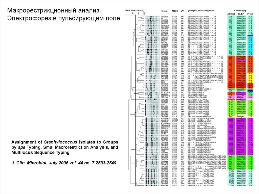 Typing sequence. Электрофорез в пульсирующем поле. Макрорестрикционный анализ. Гель-электрофорез в пульсирующем поле. Электрофорез в пульсирующем электрическом поле.