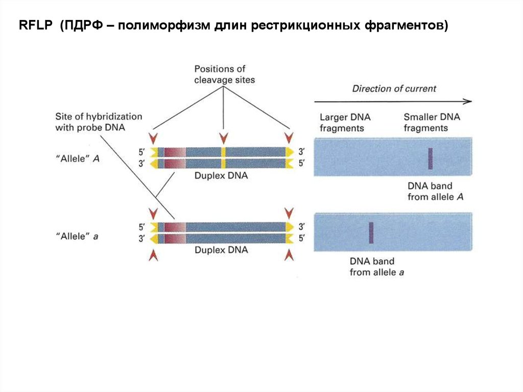 Длина фрагмента. ПЦР ПДРФ метод. Этапы анализа полиморфизма длины рестрикционных фрагментов. Полиморфизм длины фрагментов рестрикции. ДНК-маркеры и полиморфизм длин рестрикционных фрагментов.