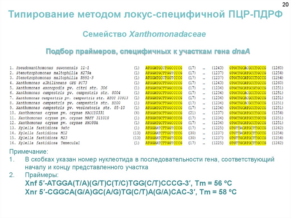 Типирование пцр. Подбор праймеров для ПЦР. Правила подбора праймеров. Правила подбора праймеров ПЦР. Пример подбора праймеров.