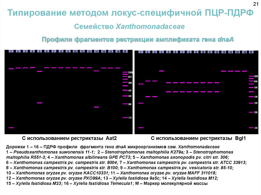 Типирование пцр. ПЦР ПДРФ. Методика типирования. Метод ПДРФ. Метод полиморфизма длины рестрикционных фрагментов.