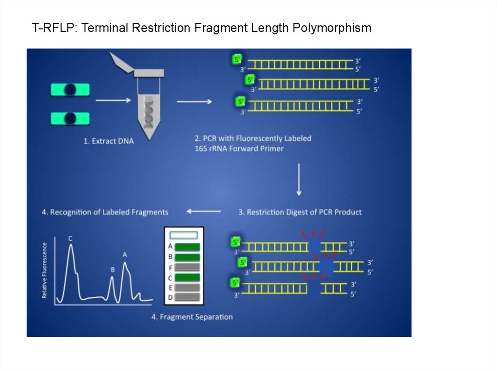 Способ т. RFLP метод. RFLP анализ. Анализ полиморфизма длин рестрикционных фрагментов (ПДРФ).. Метод restriction fragment length polymorphism (RFLP)..
