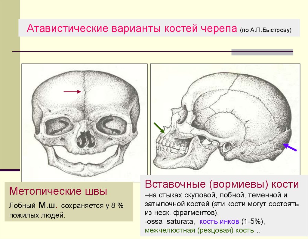 Кости черепа презентация анатомия