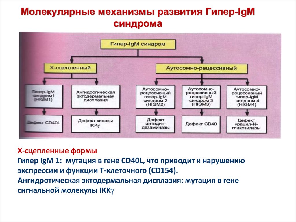 Первичные иммунодефициты презентация иммунология