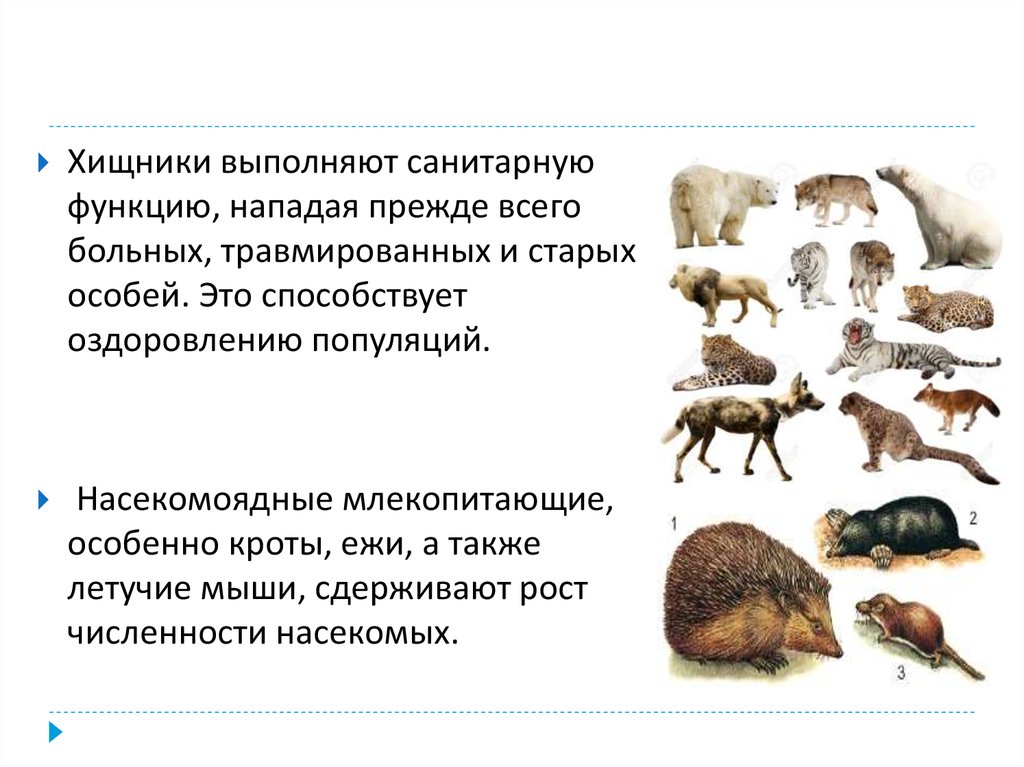 Презентация по биологии 7 класс значение млекопитающих в природе и жизни человека