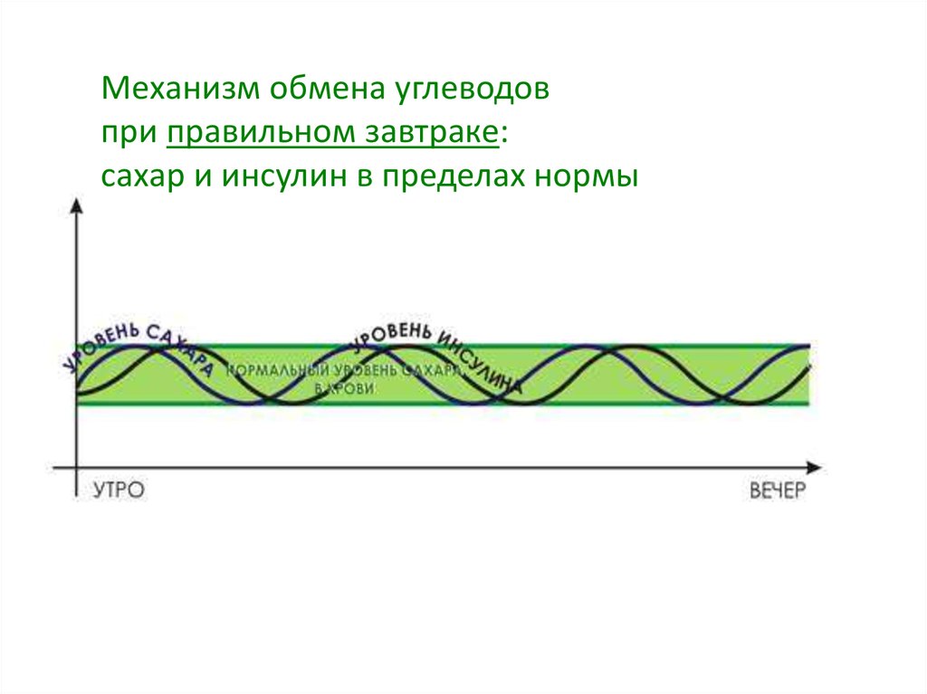 Механизм обмена. Инсулин при завтраке.